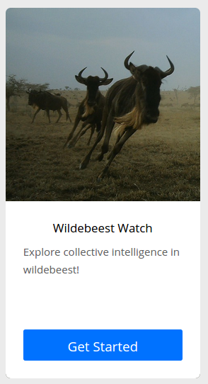 wildebeest-watch