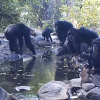 Fishing Chimps